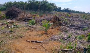 Program Peremajaan Sawit di Mukomuko
