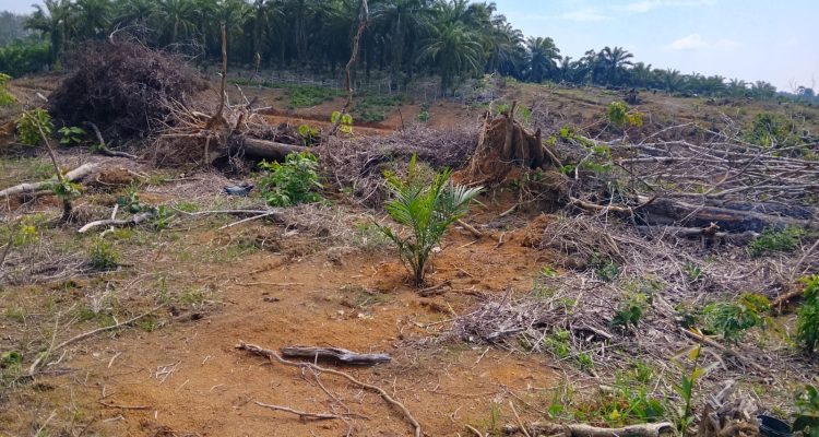 Program Peremajaan Sawit di Mukomuko