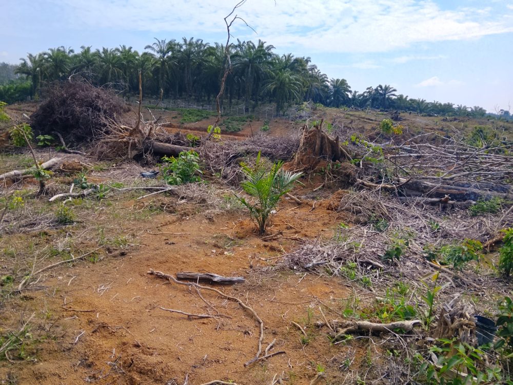 Program Peremajaan Sawit di Mukomuko
